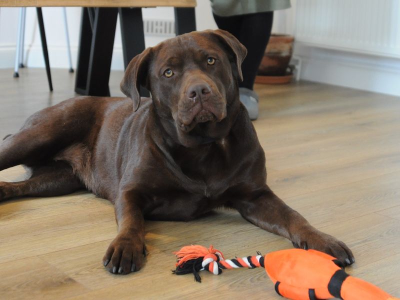 American Bully Puppies for sale