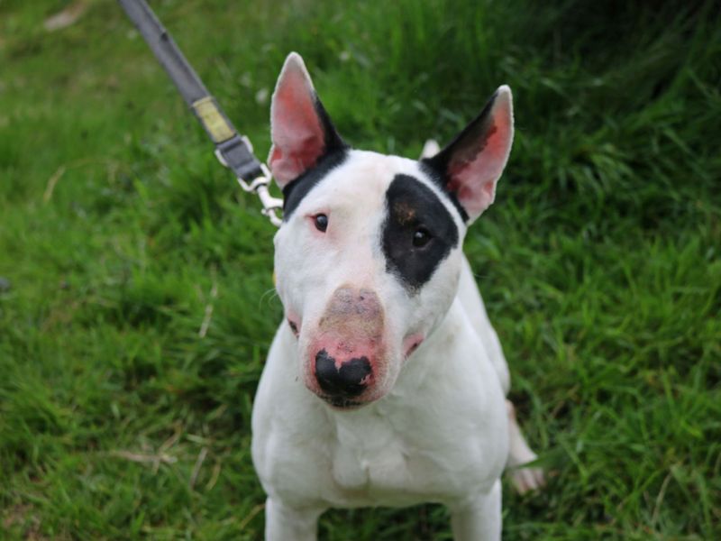 New dog listed for rescue at the Dogs Trust - Glasgow - Hunter