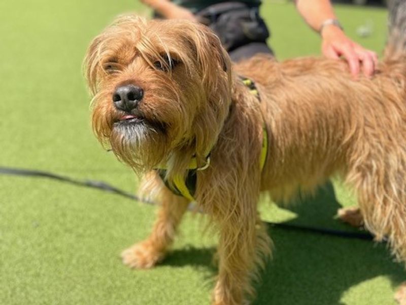 Dudley | Terrier (Lakeland) Cross | Salisbury (Wiltshire) - 1