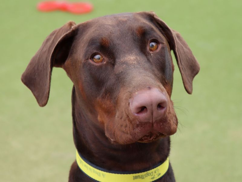 Lenny | Dobermann | Evesham (Worcestershire) - 1