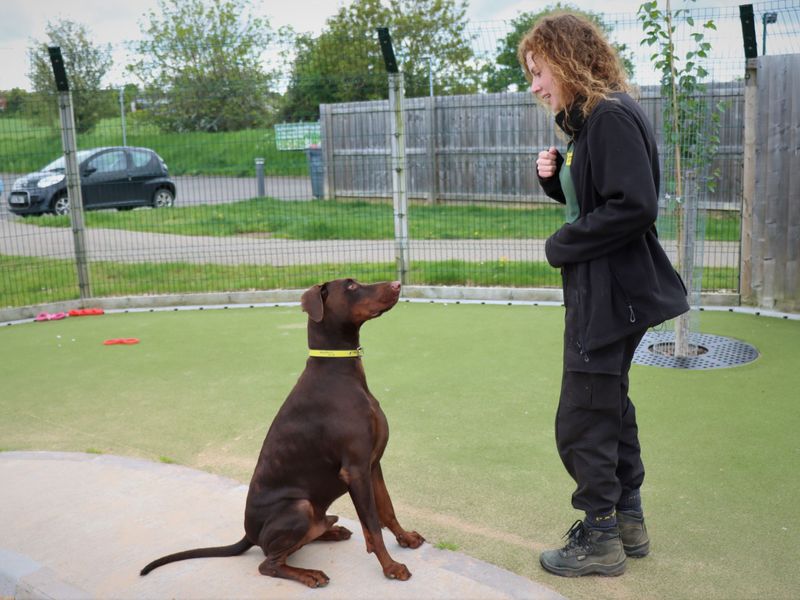 Lenny for sale in Evesham, Worcestershire - Image 3