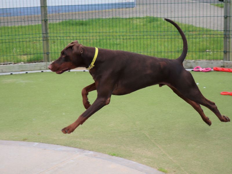 Lenny for sale in Evesham, Worcestershire - Image 8