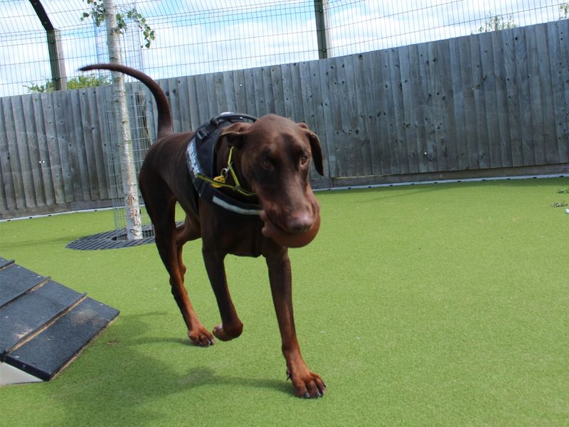 Dobermans for sale in Evesham, Worcestershire