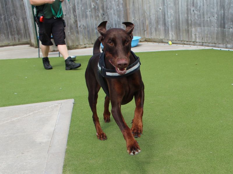 Lenny for sale in Evesham, Worcestershire - Image 9