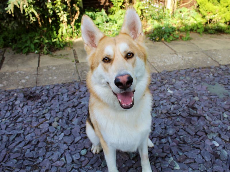 Chow husky sales german shepherd mix