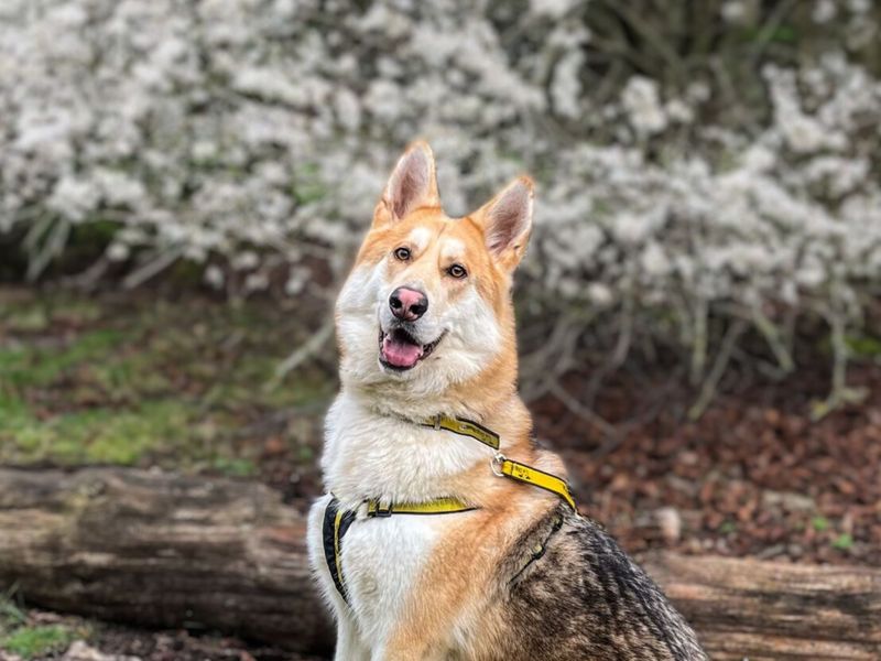 Thor | German Shepherd Dog Cross | Snetterton (Norfolk) - 1