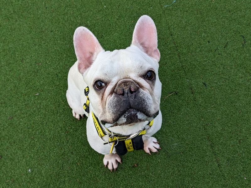 French Bulldog dogs and puppies for rehoming or adoption