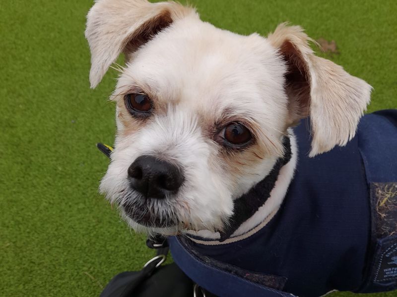 Harvey | Shih Tzu | Shoreham (Sussex) - 1