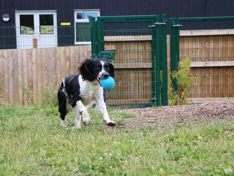 Loki for sale in Sadberge, Co Durham - Image 1