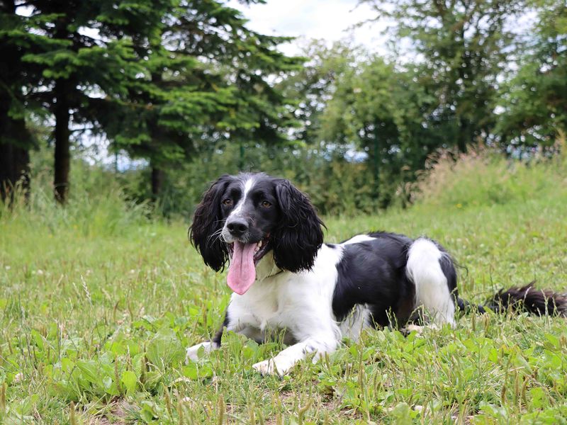 Loki for sale in Sadberge, Co Durham - Image 4