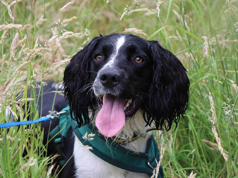 Loki for sale in Sadberge, Co Durham - Image 5