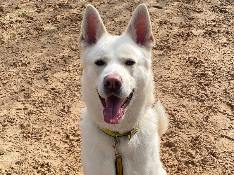 White siberian best sale husky mix