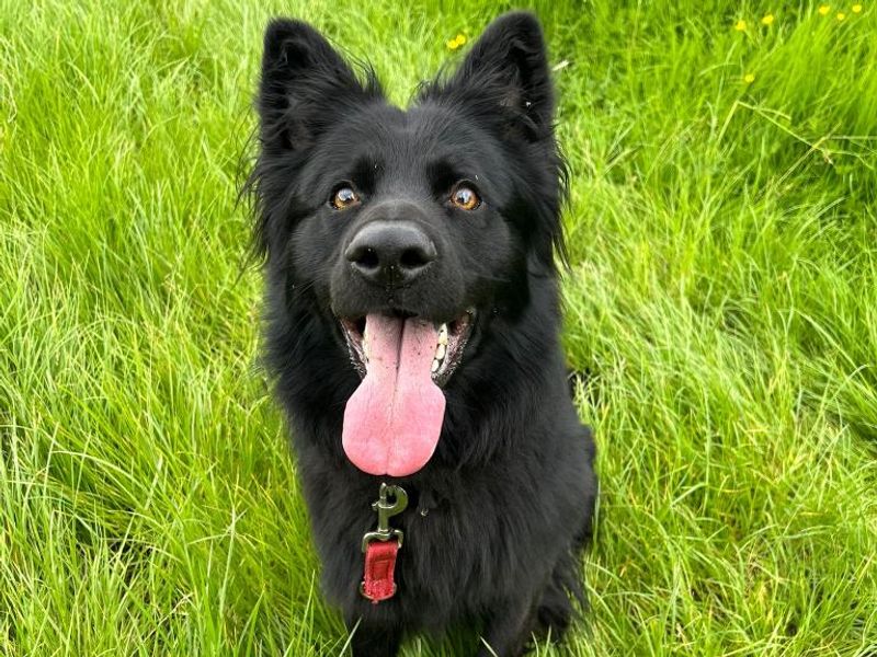 Bear | German Shepherd Dog Cross | Shrewsbury (Shropshire) - 1