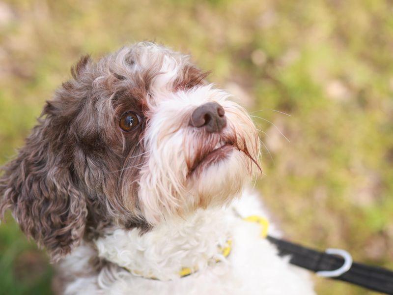 Poodle cross sale rescue dogs