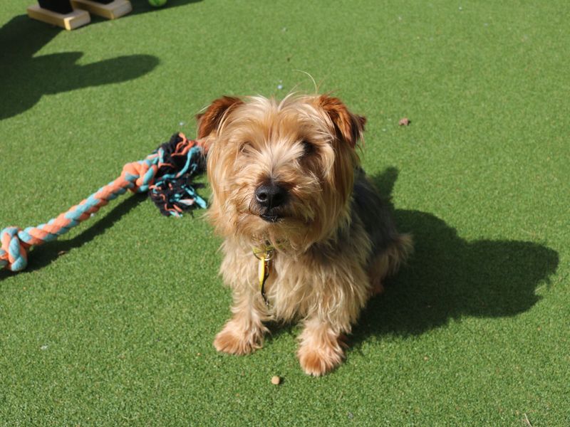 Rescue yorkshire best sale terrier near me