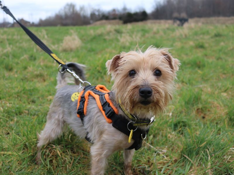 Yorkshire terrier sale dogs trust