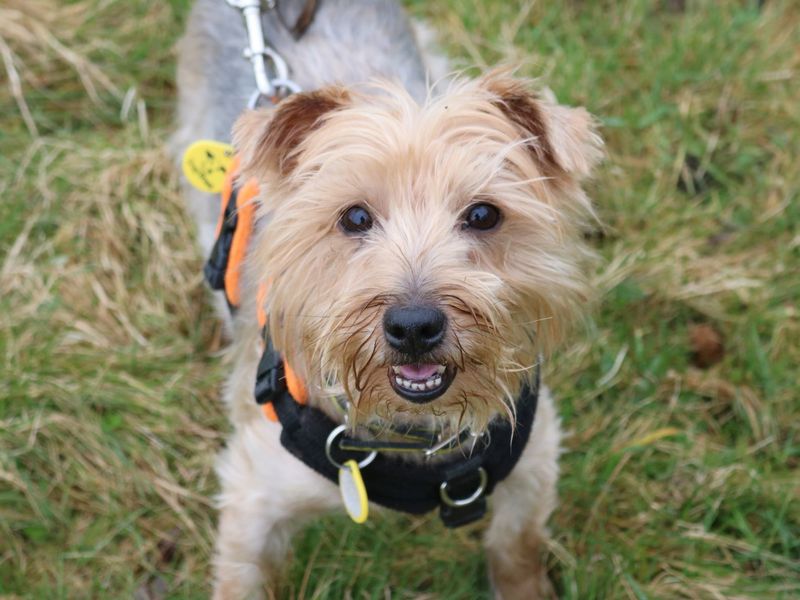 Yorkshire terrier hot sale dogs trust