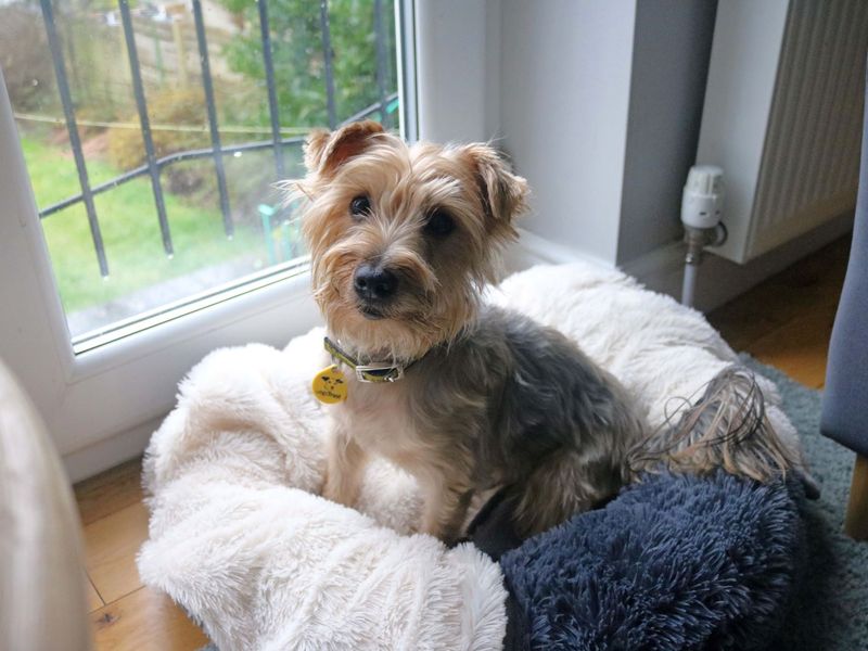 Yorkshire terrier hot sale dogs trust