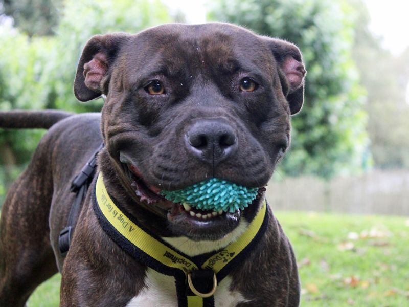 Staffie Puppies for sale in Merseyside