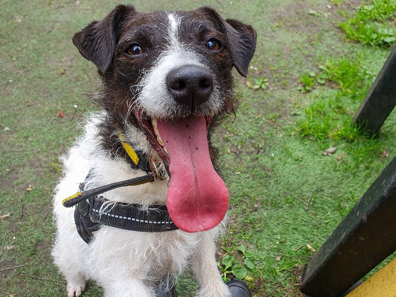 Jack Russells for sale in Liverpool, Merseyside