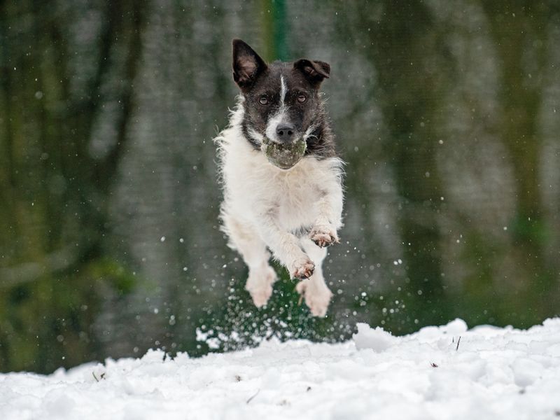 Denver | Terrier (Jack Russell) | Merseyside (Liverpool) - 1