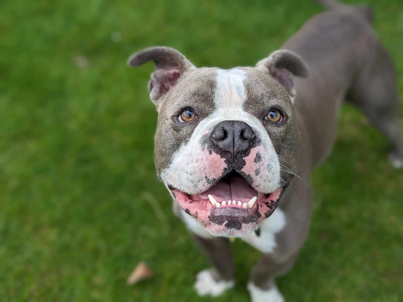 Ricky | American Bulldog Cross | Bridgend (Wales) - 1