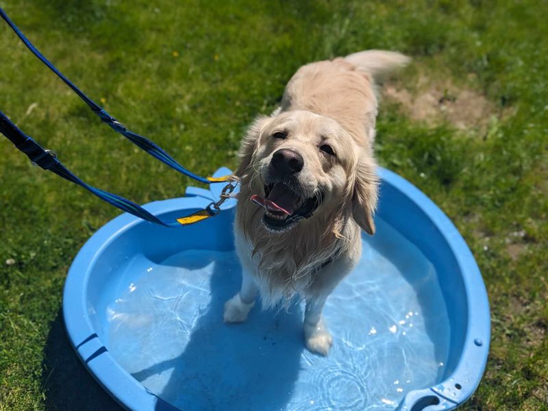 Golden Retriever Puppies for sale