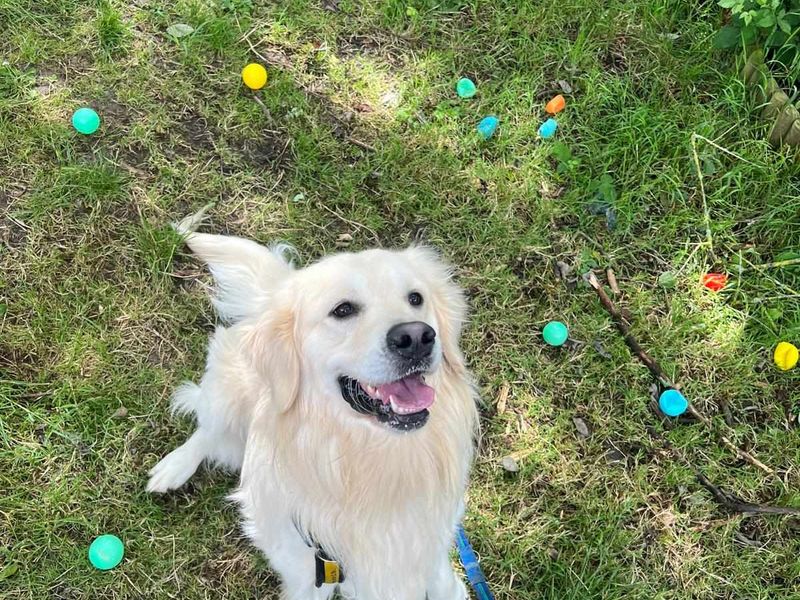 Golden Retrievers for sale in Mid Glamorgan, Wales