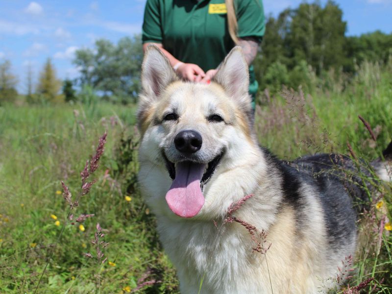 Willow | German Shepherd Dog Cross | Darlington - 1