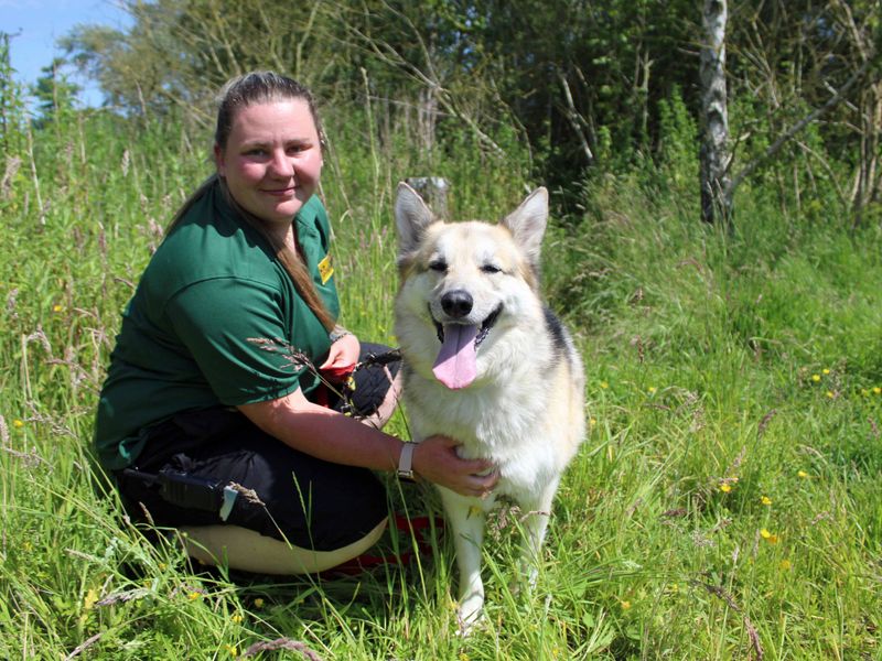 German Shepherds for sale in Sadberge, Co Durham