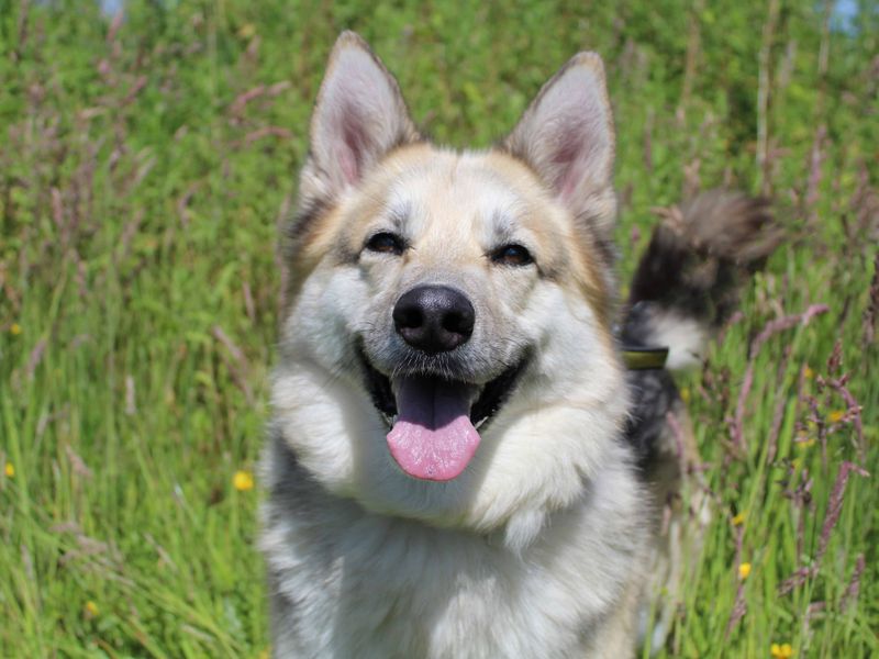 German Shepherd Puppies for sale