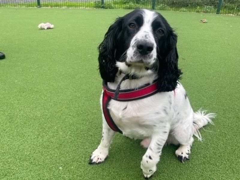 Buddy for sale in Telford, Shropshire