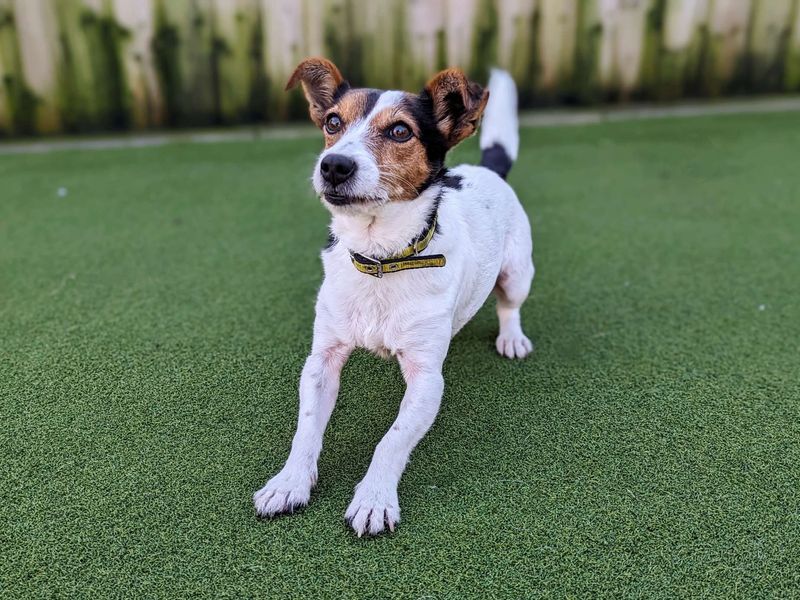 Chihuahua Puppies for sale in Glamorgan