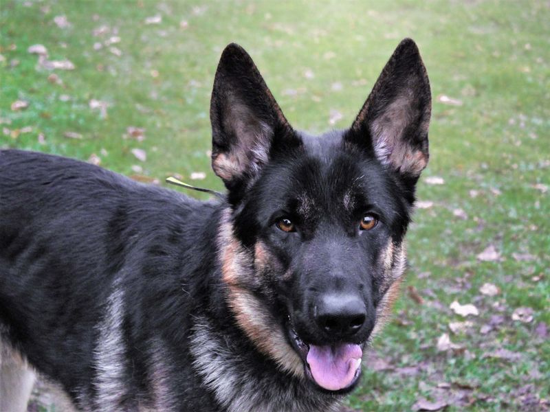 Loki Boy | German Shepherd Dog | Kenilworth (West Midlands) - 1