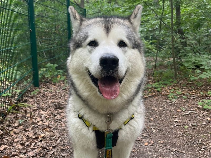 Malamute Puppies for sale