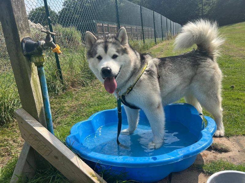 Malamute Puppies for sale in Kent