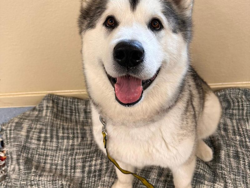 Alaskan Malamutes for sale in Chestfield, Kent