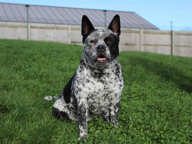 Staffie Puppies for sale in Co Durham