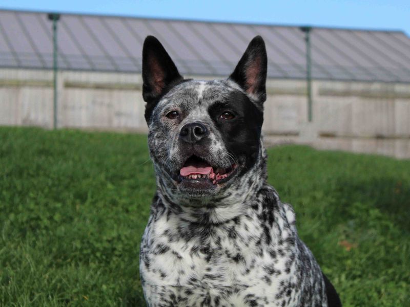 Staffordshire bull terrier store blue heeler mix