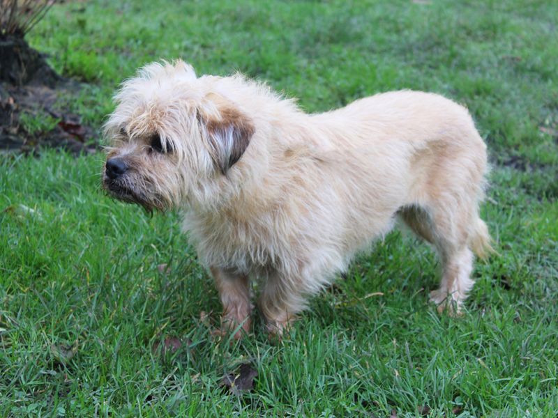 Jack Russells for sale in Liverpool