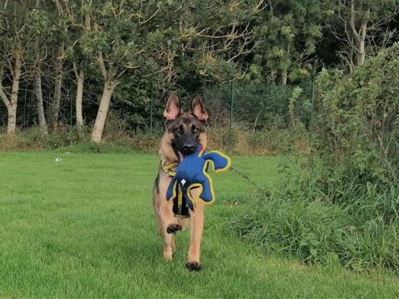 German Shepherds for sale in West Calder, West Lothian