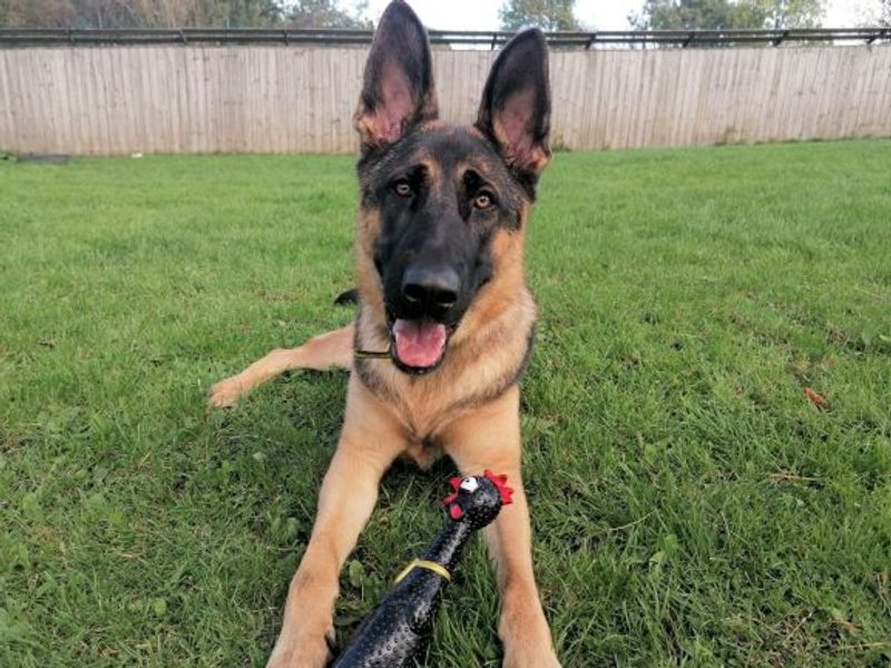 German Shepherd Puppies for sale