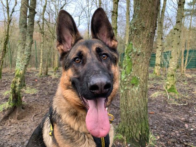 German shepherd rescue west hot sale yorkshire