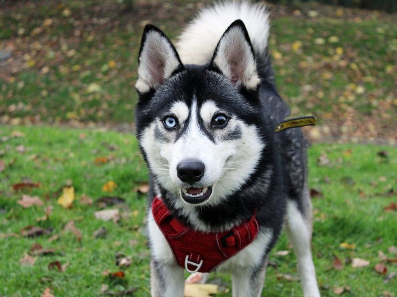 Adopt a Siberian Husky Cross Rescue Dog | Togo | Dogs Trust