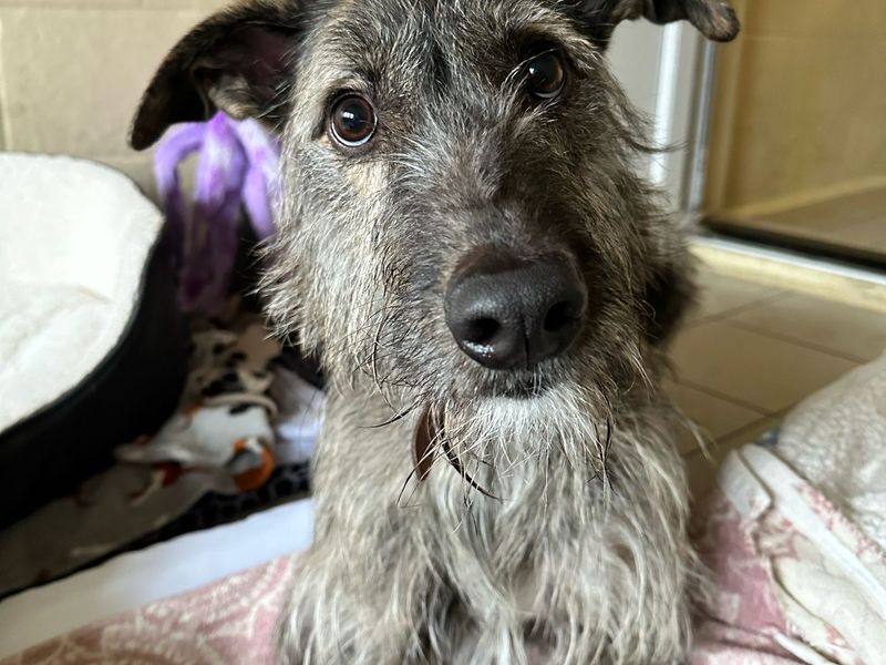 Bedlington clearance lurcher rescue