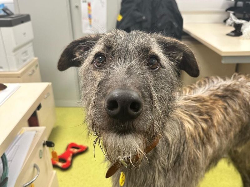 Bedlington 2024 lurcher rescue