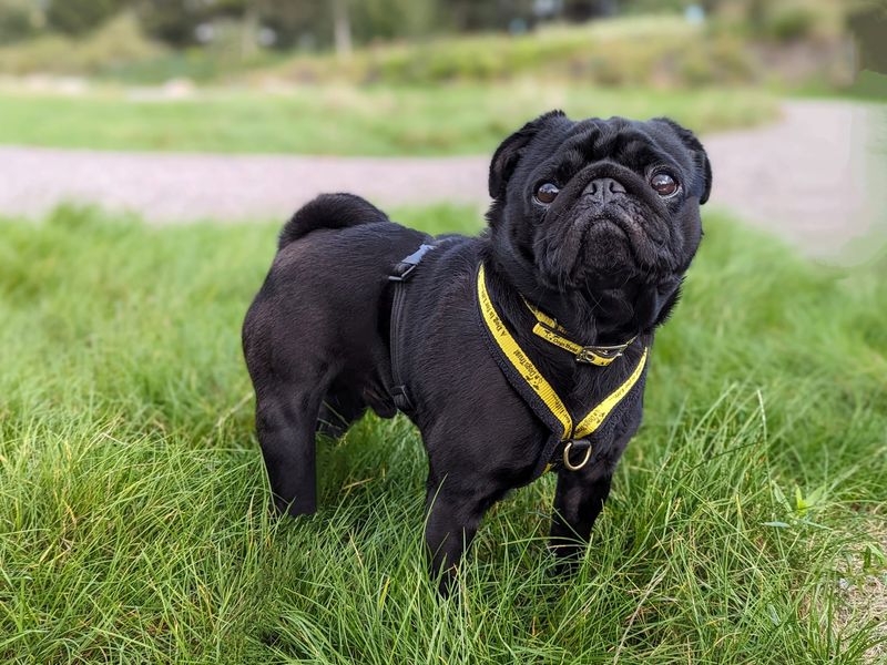 Pug store animal shelter