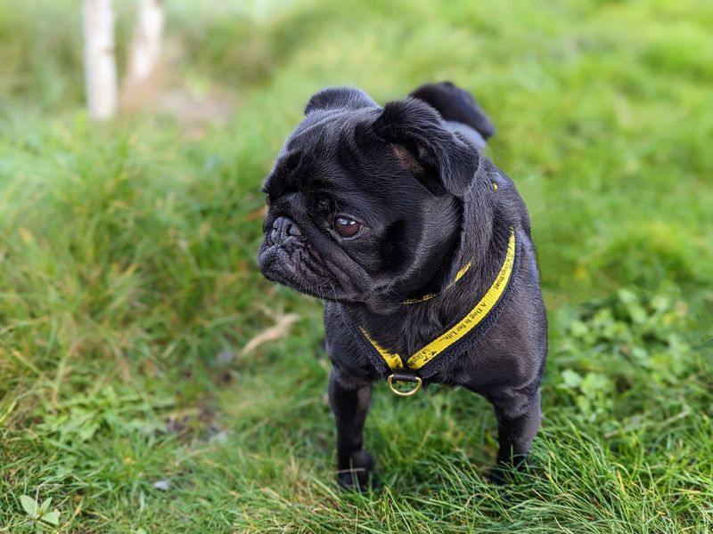 Pugs needing best sale a home