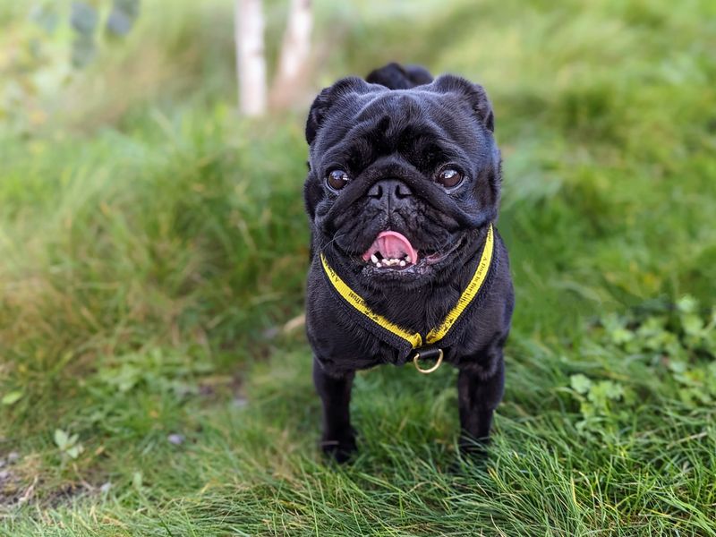 Jet black hot sale pug