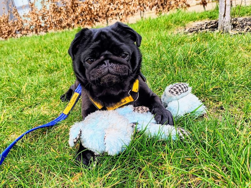 Pug Puppies for sale in Glamorgan